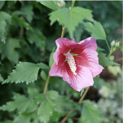 Red Pillar Rose of Sharon 'Althea' 2G
