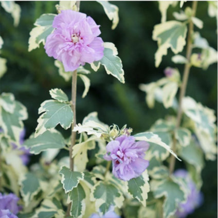 Sugar Tip Gold Rose of Sharon 'Althea' 2G