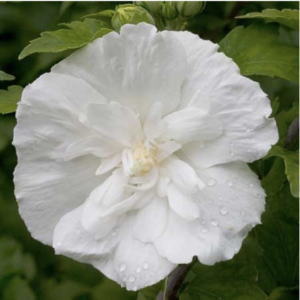 White Chiffon Rose of Sharon 'Althea' 3-5G
