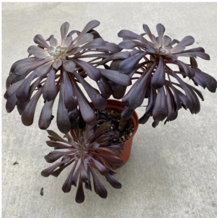 AEONIUM 6"