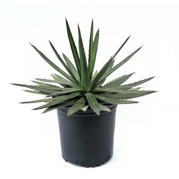 AGAVE ASSORTED 6"