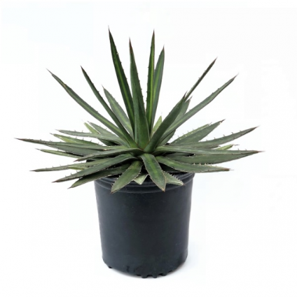AGAVE ASSORTED 6"