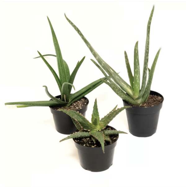 ALOE VERA 4"