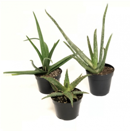ALOE VERA 4"