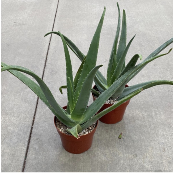 ALOE VERA 6"