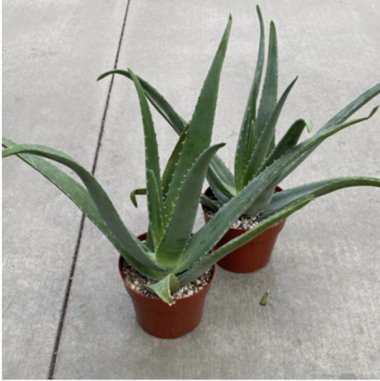 ALOE VERA 6"