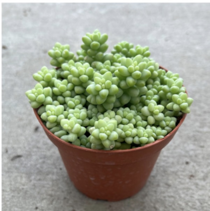 DONKEY TAIL 4"