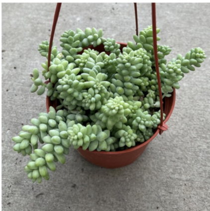 DONKEY TAIL 6"