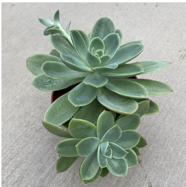 ECHEVERIA 6"