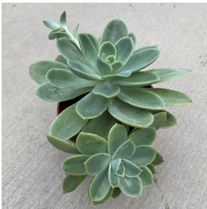 ECHEVERIA 6"