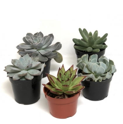 ECHEVERIA 4"
