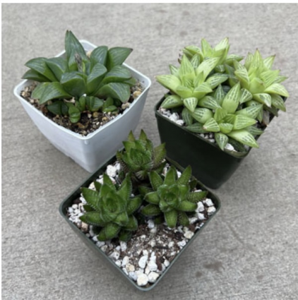 HAWORTHIA 3"