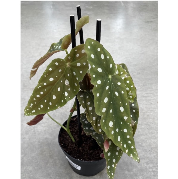 Mermaid Tail Euphorbia Plant  4"