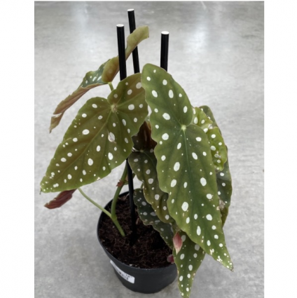 Mermaid Tail Euphorbia Plant  4"