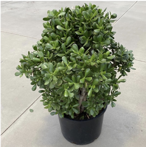 JADE STUMP 15G