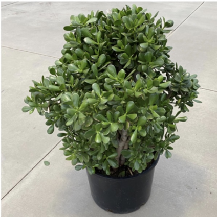 JADE STUMP 15G