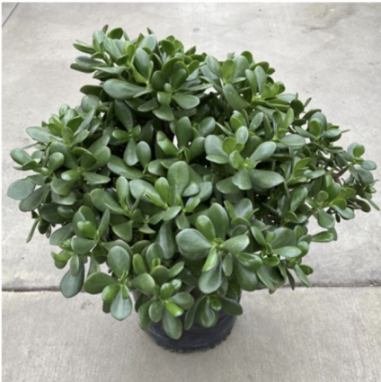 JADE 8"