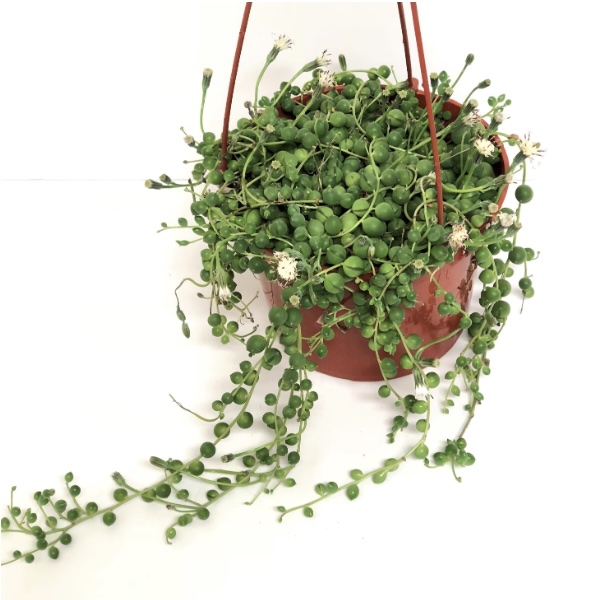 STRING OF PEARLS 6"