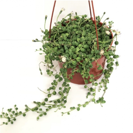 STRING OF PEARLS 6"