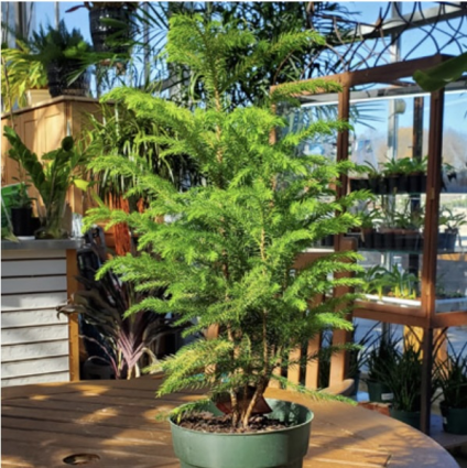 PINE NORFOLK 6"
