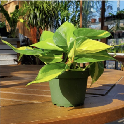 PHILODENDRON BRASIL 4"