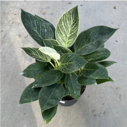 PHILODENDRON BIRKIN 6"