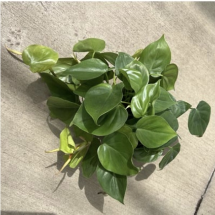 PHILODENDRON CORDATUM 6"