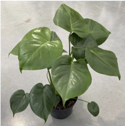MONSTERA DELICIOSA 6"