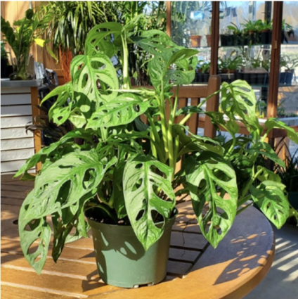 MONSTERA ADANSONII SWISS CHEESE