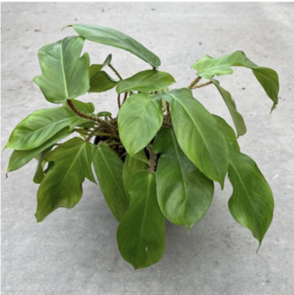 PHILODENDRON SQUAMIFERUM 6"