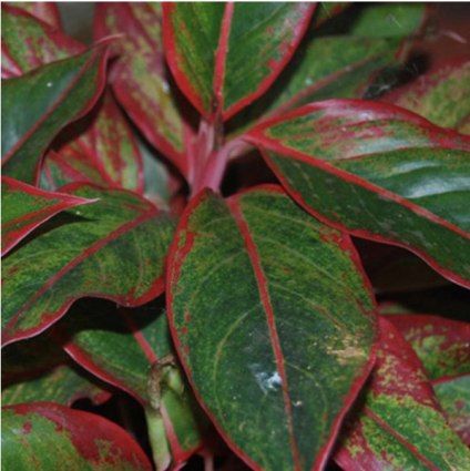 AGLAONEMA ASSORTED REDS