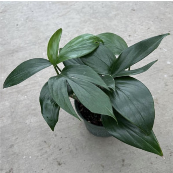 RHAPHIDOPHORA DECURSIVA 6"