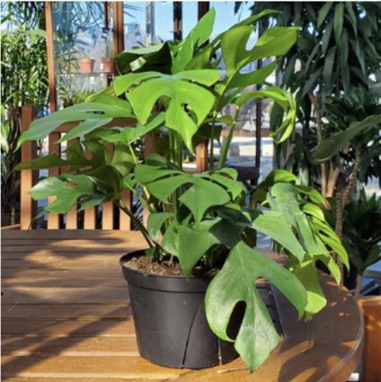 RHAPHIDOPHORA TETRASPERMA 6"