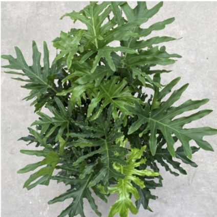 PHILODENDRON SELLOUM 10"