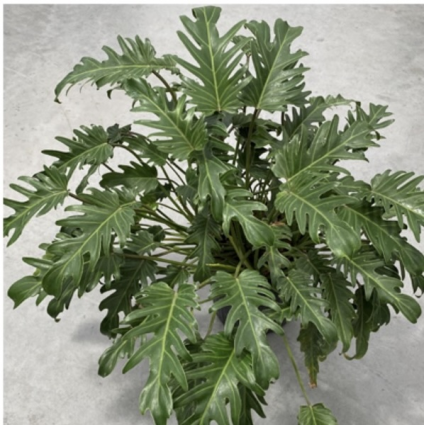 PHILODENDRON XANADU 10"