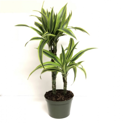 DRACAENA WARNECKII 6"