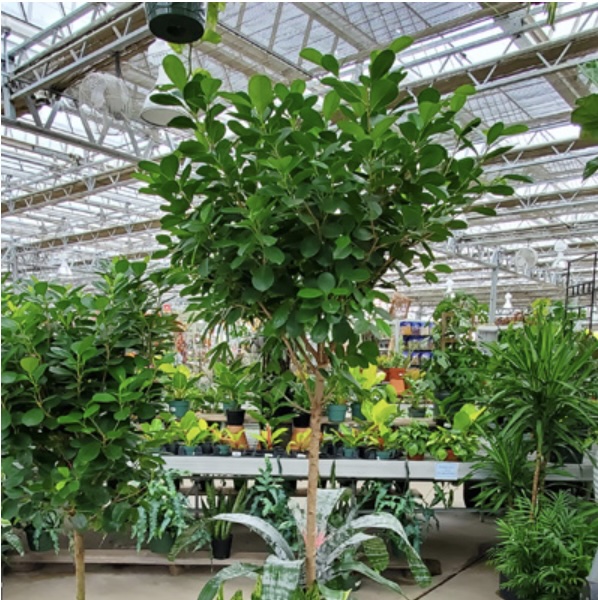 FICUS DANIELLA 14"