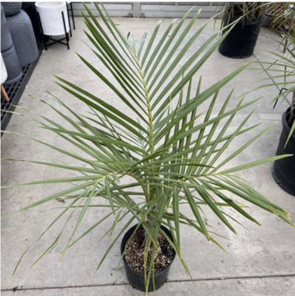 PALM SPINDLE 10"