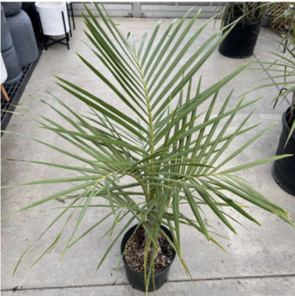 PALM SPINDLE 10"