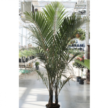 PALM SPINDLE 14"