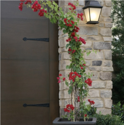 Bougainvillea 'Barbara Karst'  1G