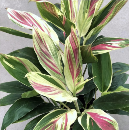  Cordyline 10"