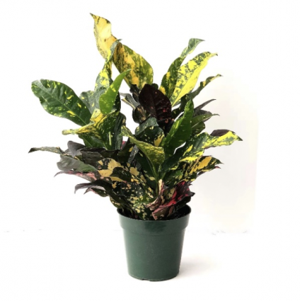 Croton 6"