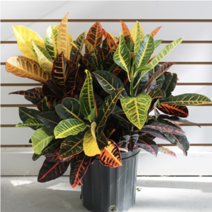 Croton 8"
