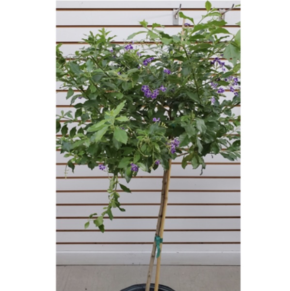  Duranta Standard 10"