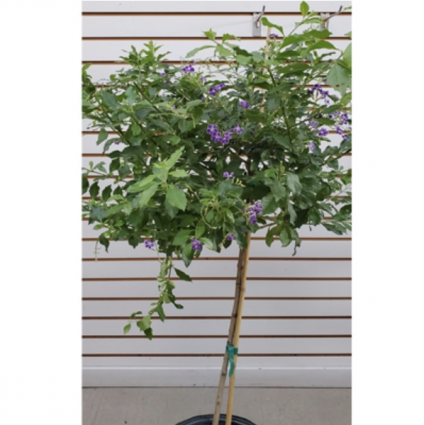  Duranta Standard 10"