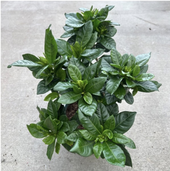 Gardenia 6"