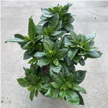 Gardenia 6"
