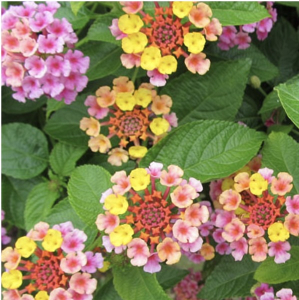 Lantana Standard 10"