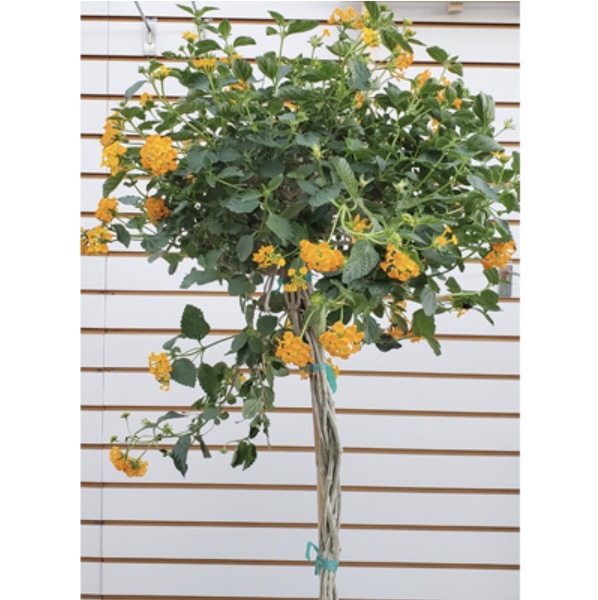 Lantana Braid 10"